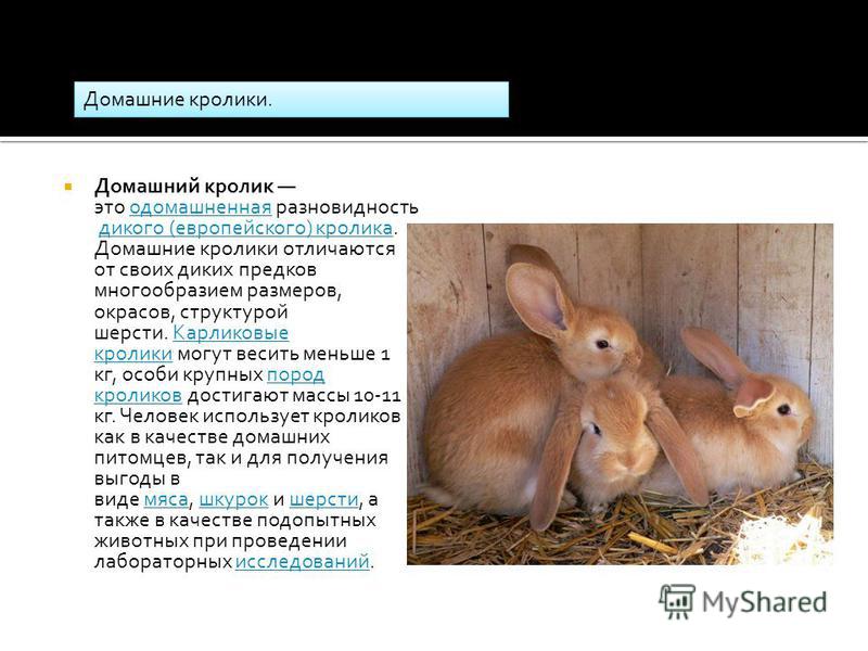 Хорек: описание животного, среда обитания, что едят, виды