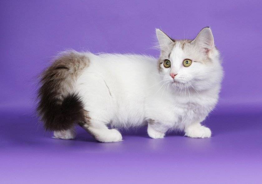 Котята Манчкин Купить В Барнауле