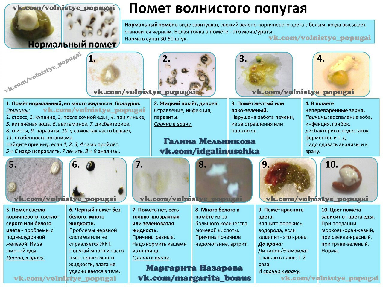 Чем лечить понос у волнистого попугая в домашних условиях