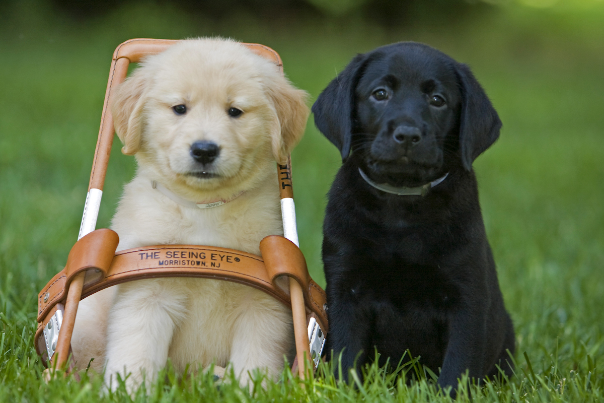 Собака-поводырь для слепых: породы и их качества, топ 10 самых популярных