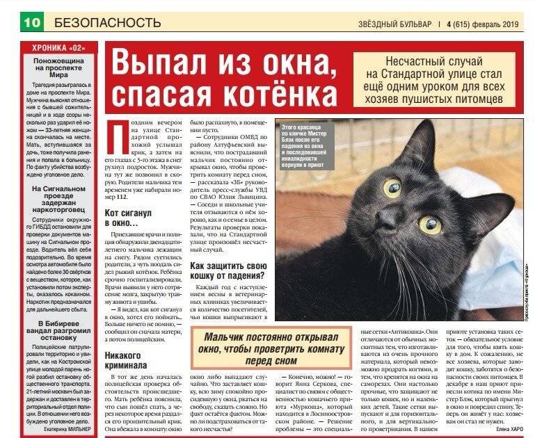 Кошка в доме: приметы и поверья, это хорошо или плохо