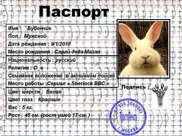 Какой кличкой назвать домашнего декоративного кролика — экспертно-информационный портал о домашних питомцах и уходе за ними — petse.ru