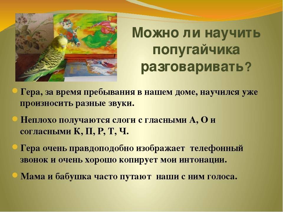 Как быстро научить попугая говорить