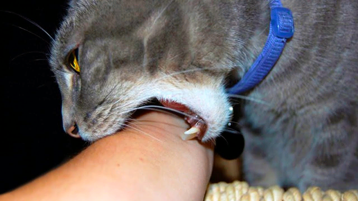 Что делать, если кот поцарапал и опухла рука: первая помощь и лечение
