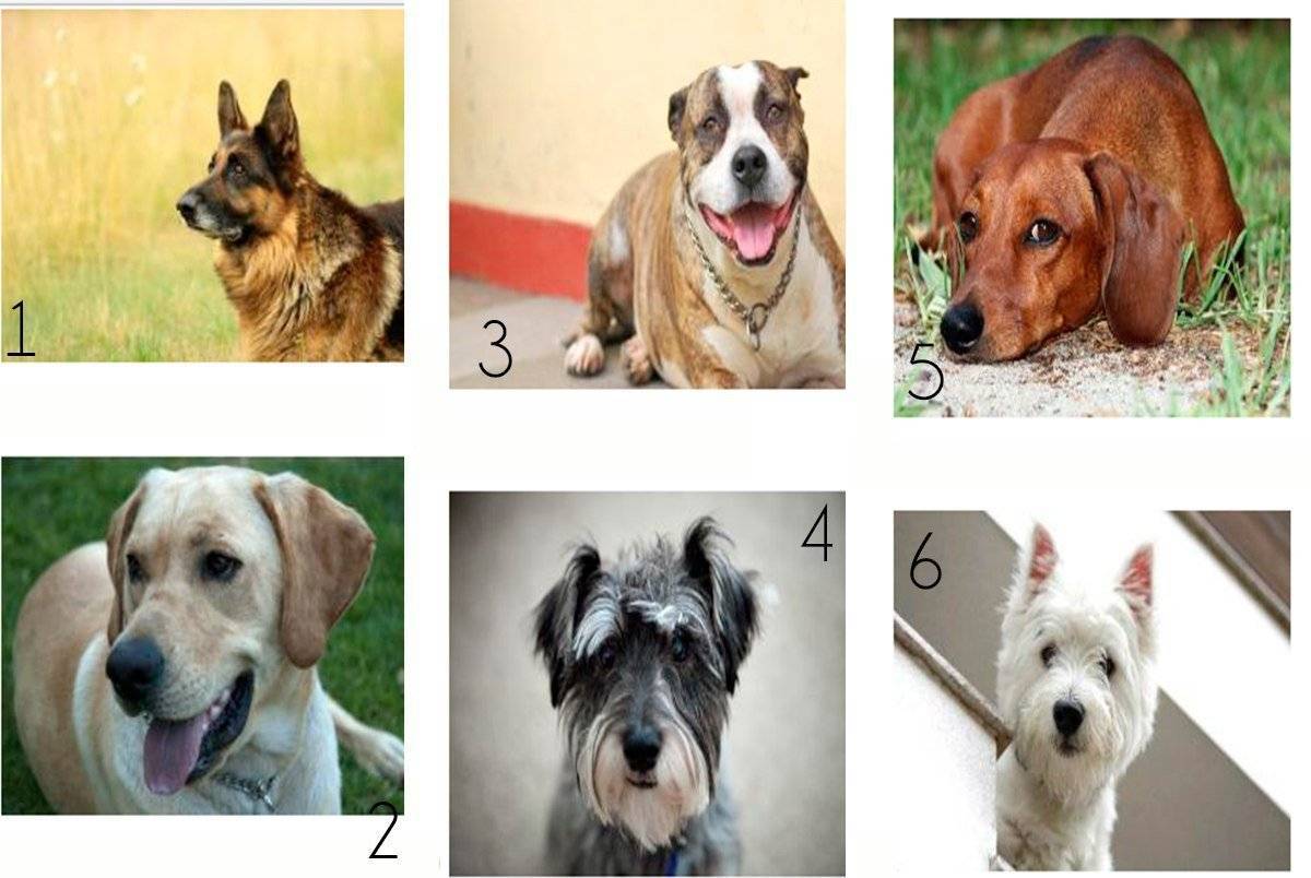 Породы собак с фотографиями для квартиры ? рекомендуем