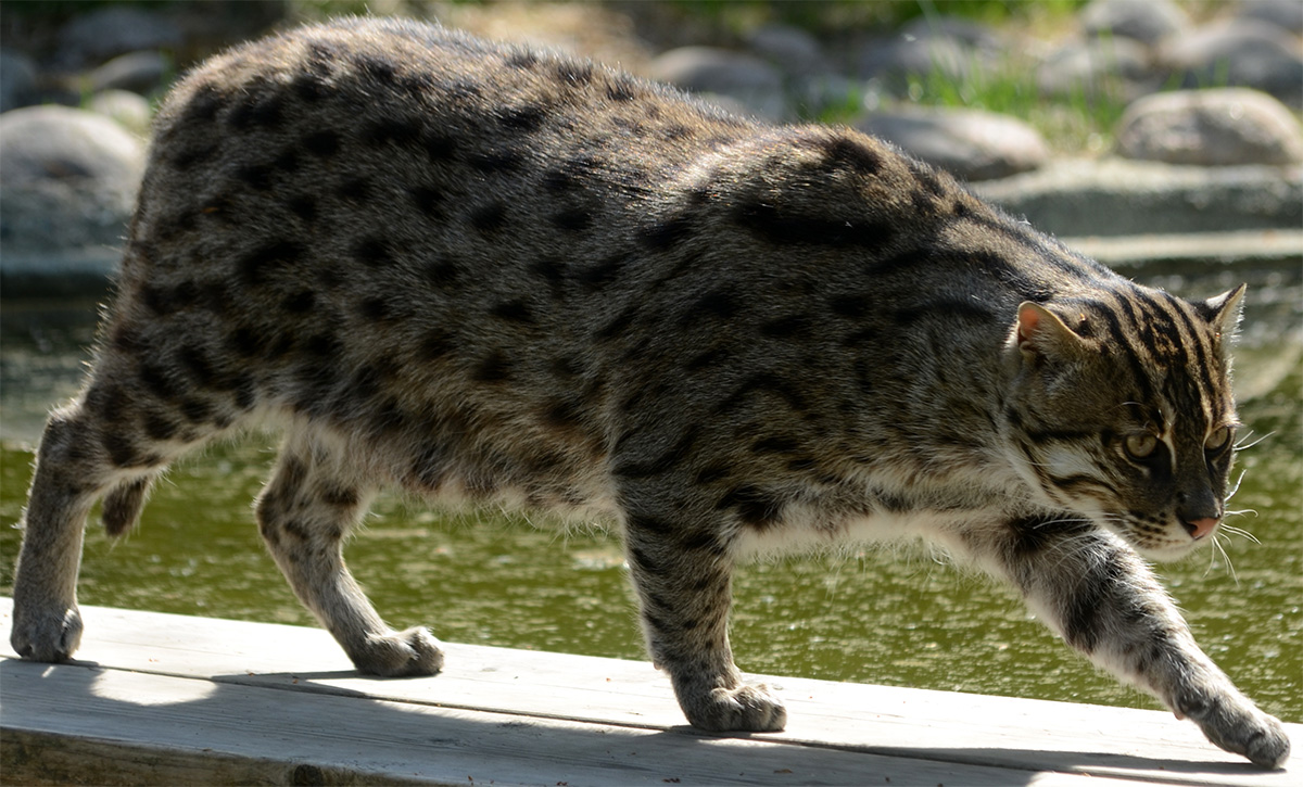 Виверровый кот-рыболов – особенности породы