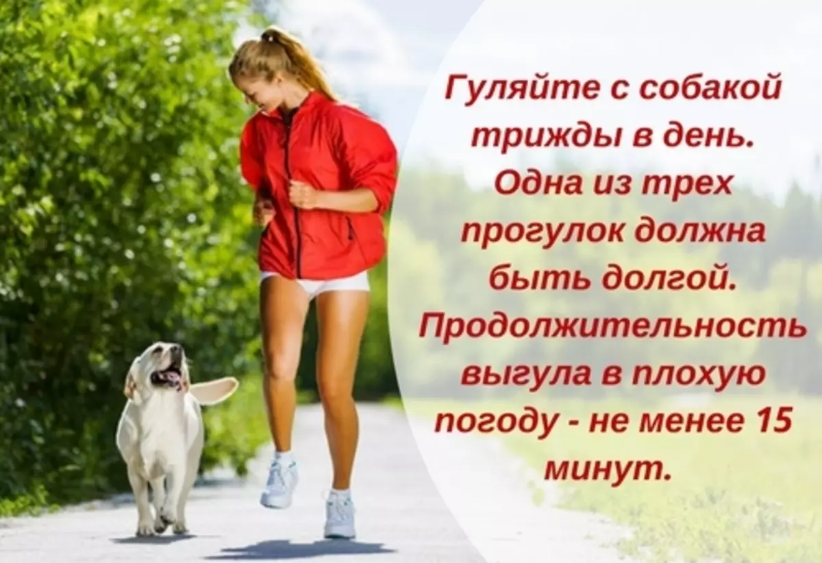 Во сколько утром гулять с собакой. Сколько нужно гулять с собакой. Сколько нужно выгуливать собаку в день. День прогулки с собакой. Сколько нужно гулять с собакой в день.