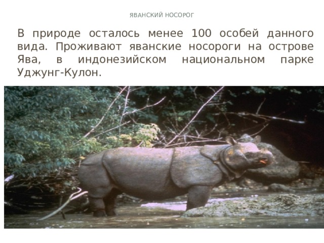 Животное носорог: где живёт, чем питается, интересные факты и фото