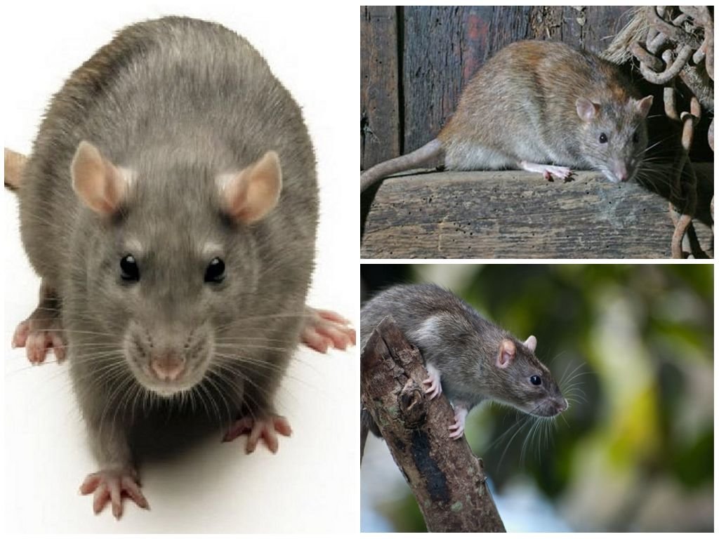 Породы, разновидности и окрасы домашних крыс, фотографии и названия