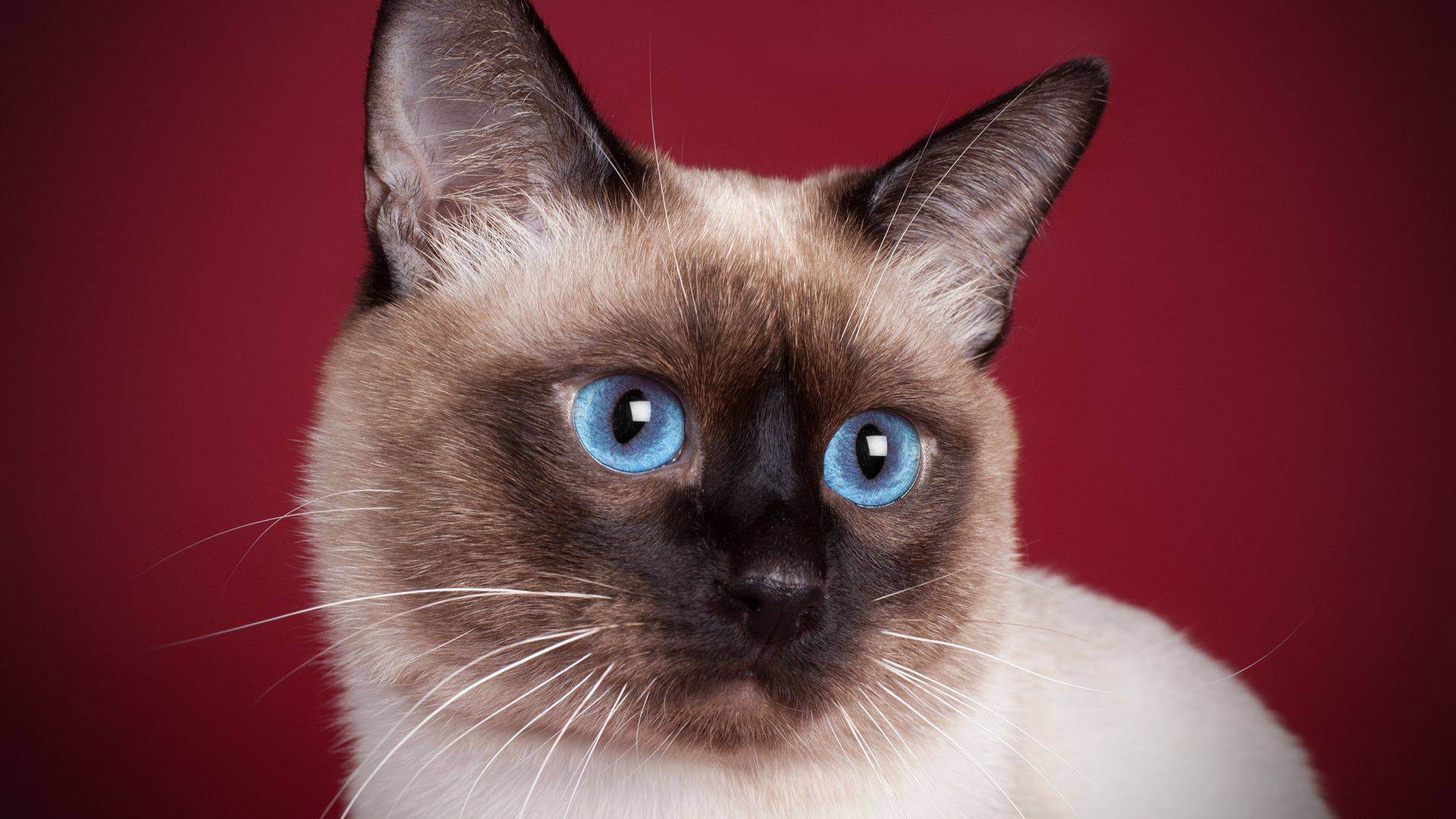 Тайская кошка: 130 фото особенностей кормления, достоинства и недостатки питомца