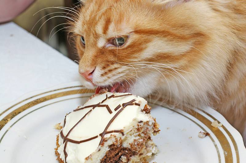 Тортик для котика. Котик ест тортик. Сладости для кошек. Торт с «кошками».