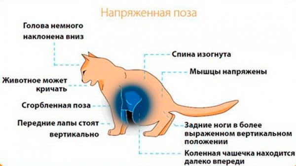 Цистит у кошки: признаки, симптомы и лечение в домашних условиях