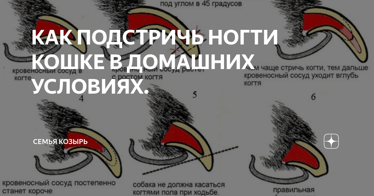 Как подстричь когти кошке и котенку правильно в домашних условиях