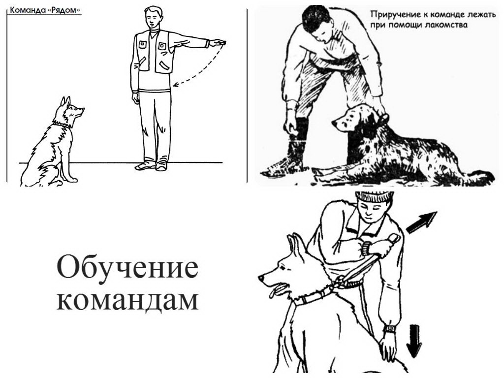 Приучение собаки ходить рядом (основная команда «рядом»). техника дрессировки служебных собак