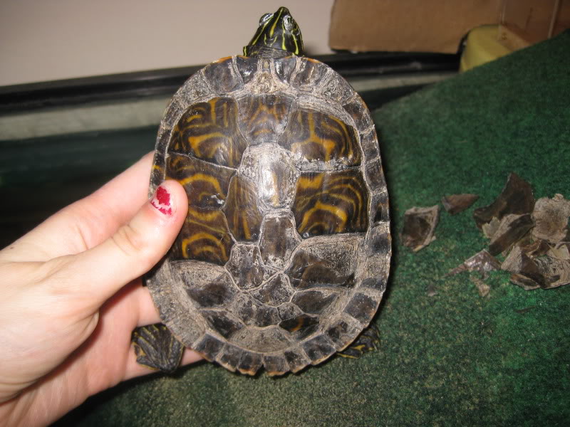 У красноухой черепахи отслаивается панцирь — ювенальная и патологическая линька