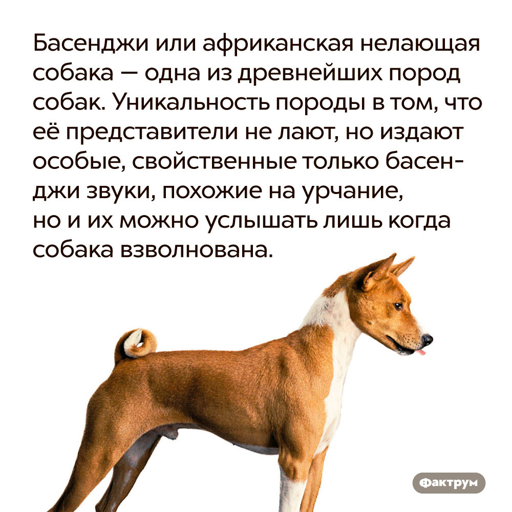 Собака басенджи: описание и фото породы африканский молчун