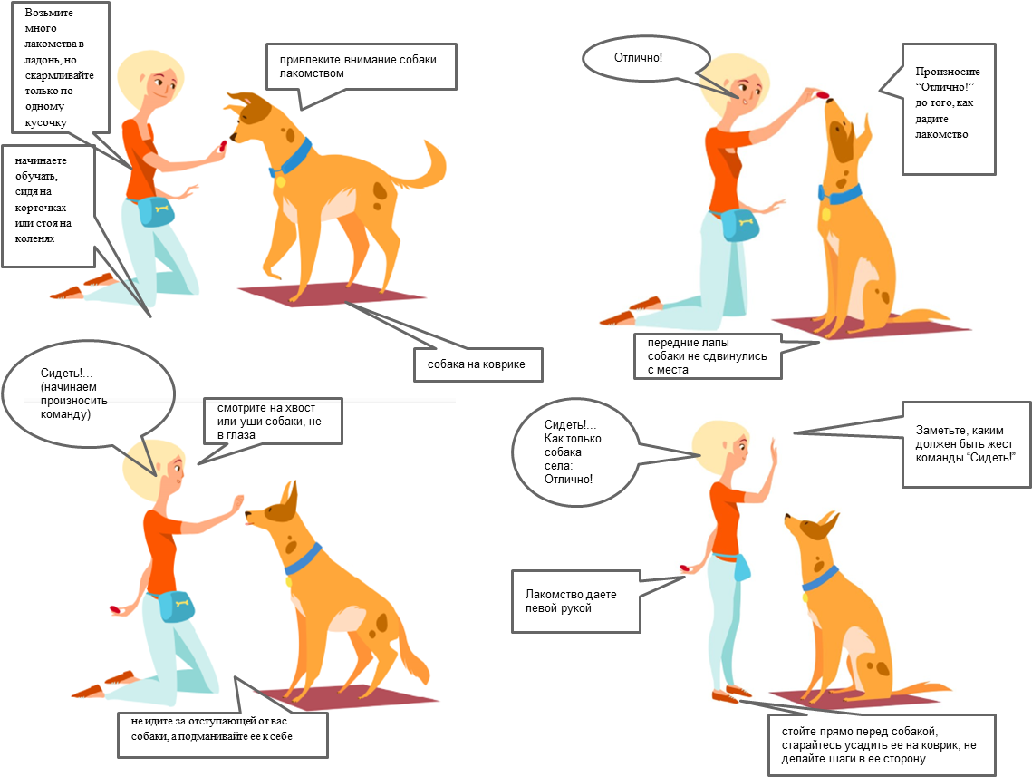 Как научить собаку команде «сидеть» в домашних условиях