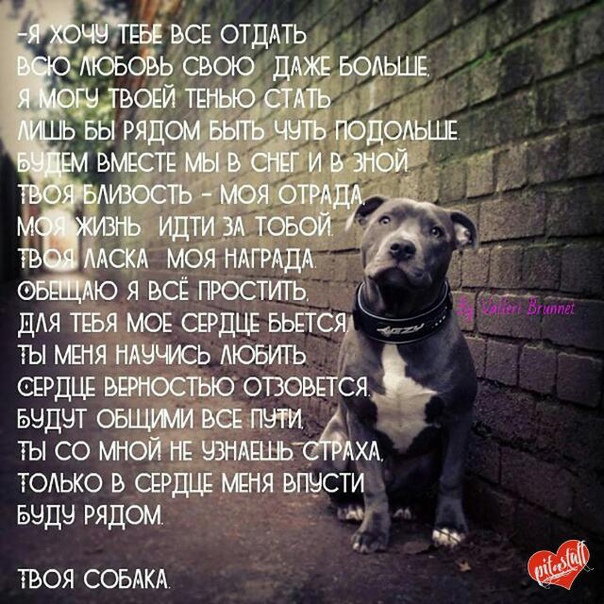 Какая порода кошек самая умная и преданная?