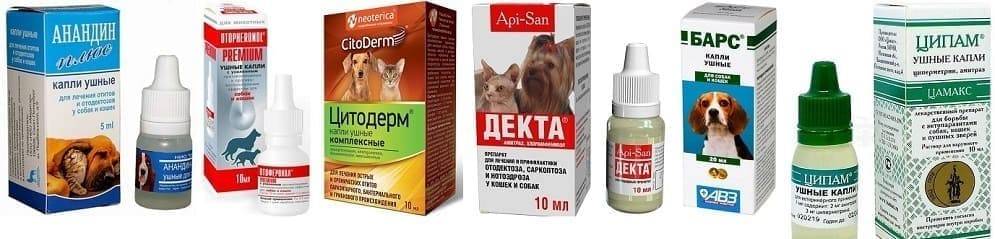 Отодектоз у кошек симптомы, фото, лечение в zoostatus ru