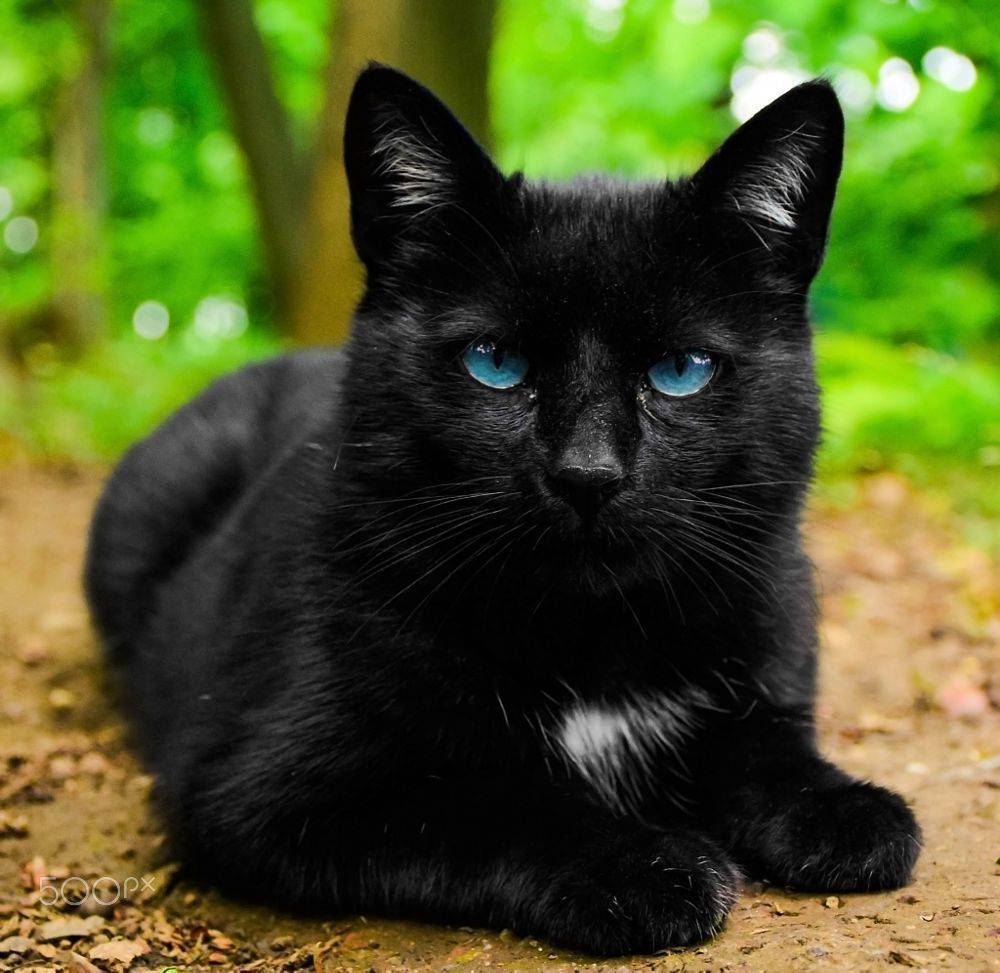 ᐉ 8 пород дымчатых котов и кошек: с желтыми и зелеными глазами, описание и стоимость серых котят - kcc-zoo.ru