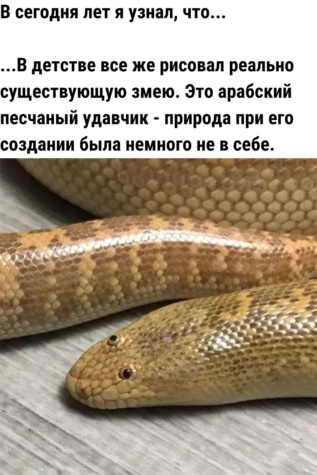 Калифорнийский розовый удав (lychanura trivirgata saslowi). калифорнийский розовый удав как живет песчаный удавчик в природе