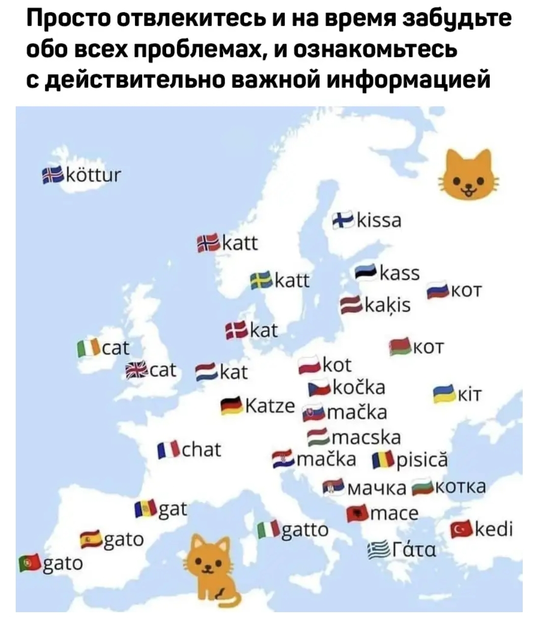 Как относятся к кошкам в странах мира