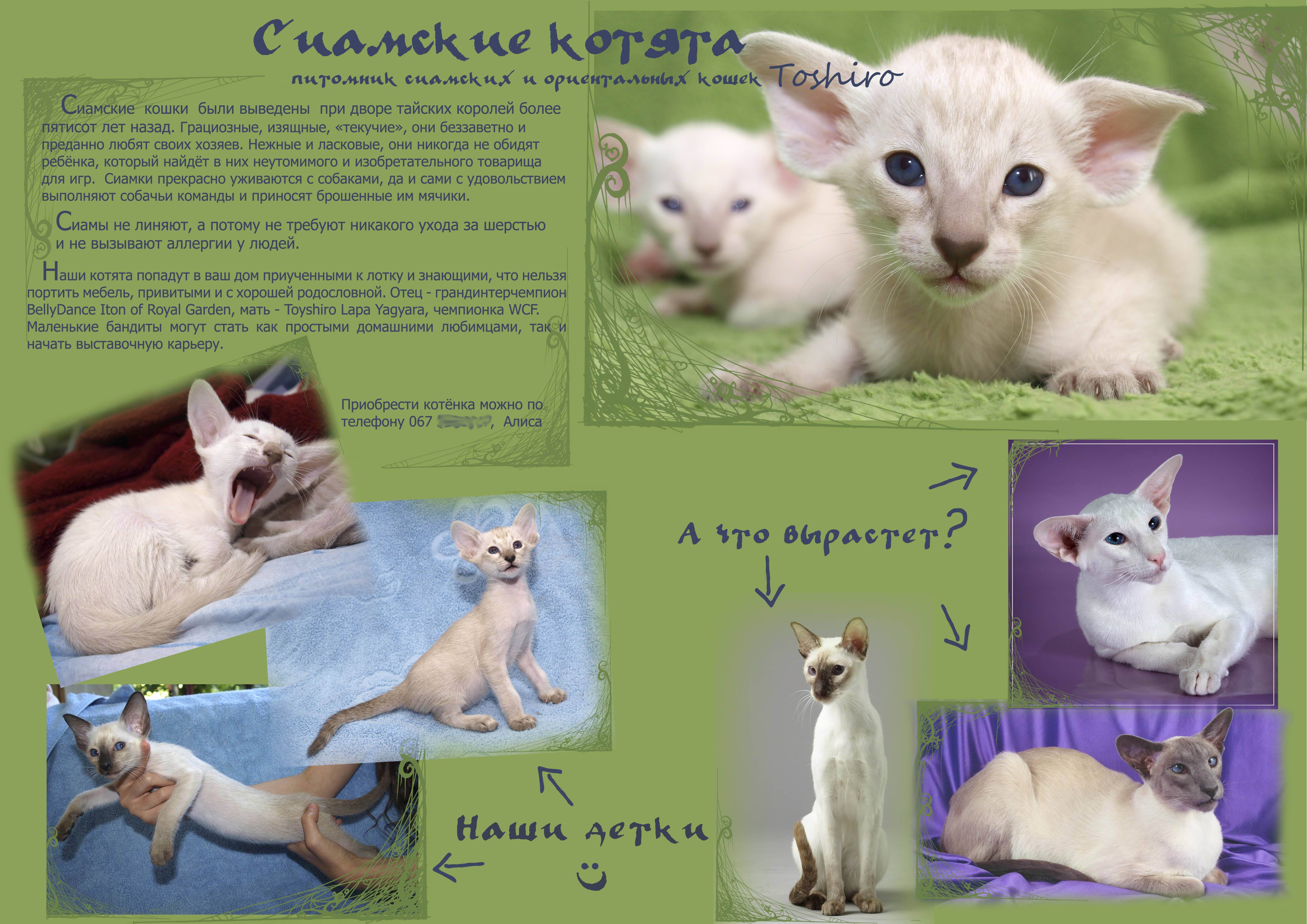 Особенности тайской породы кошек: описание характера, отличия от сиамской