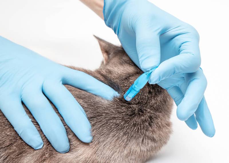 Чесоточный клещ у кошек: лечение дома. чем лечить чесоточный клещ у кошек? - наши лапки