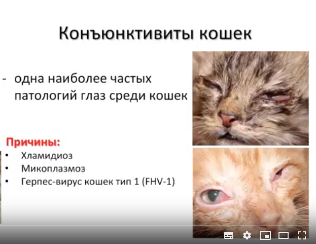 Хламидиоз у кошек и котов