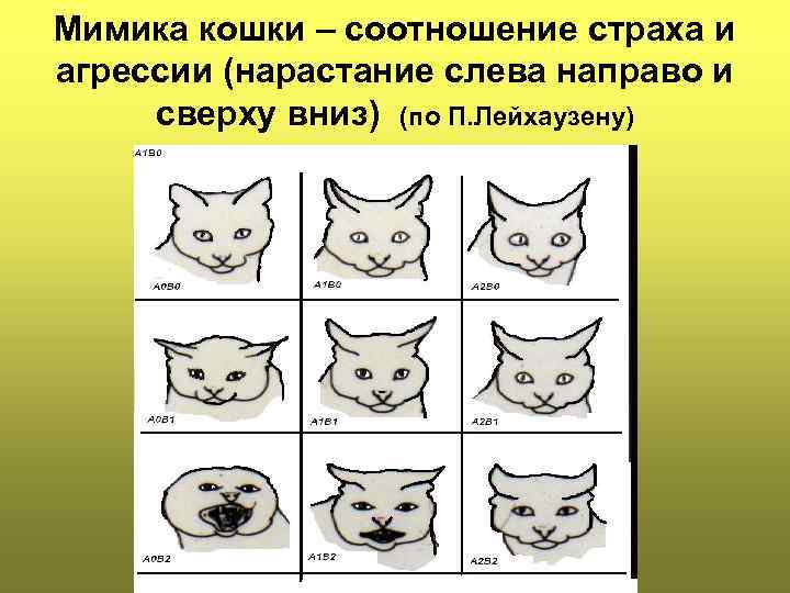 Как успокоить агрессивного кота (с иллюстрациями)