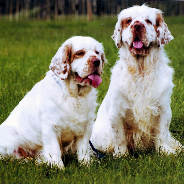 Порода собак кламбер-спаниель и ее характеристики с фото