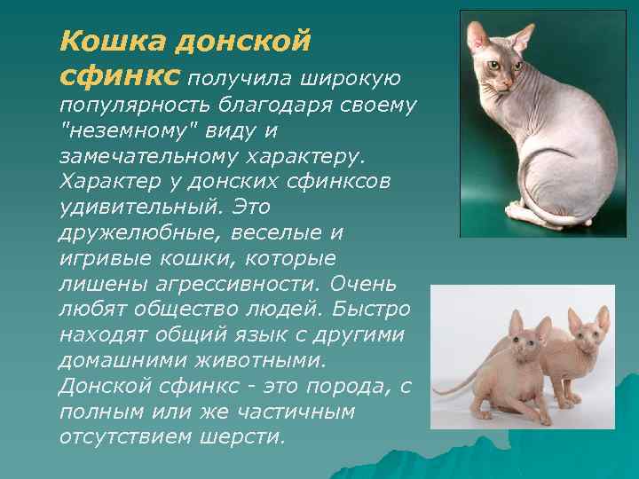 Донской сфинкс  фото кошки, история и описание породы, характер, уход, имя и вес
