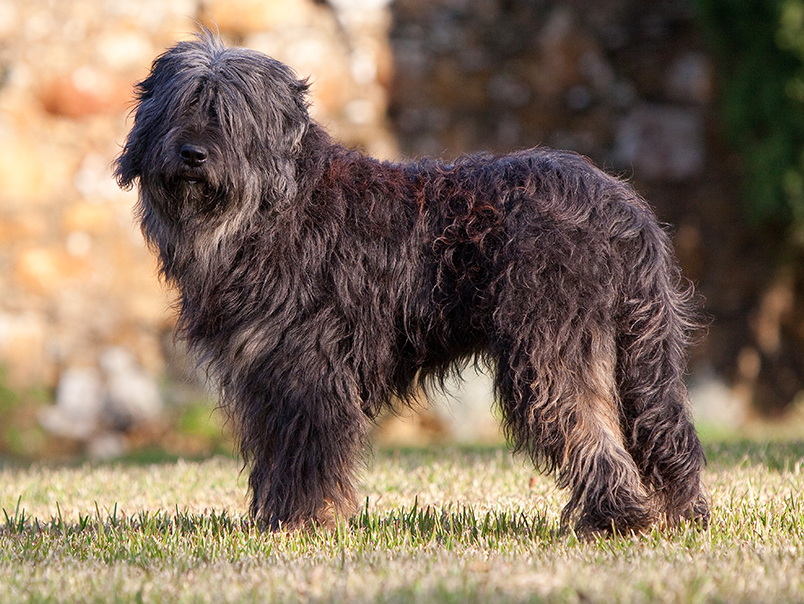 Канарский дог (перро де преса канарио) — фото, описание породы собак, особенности
