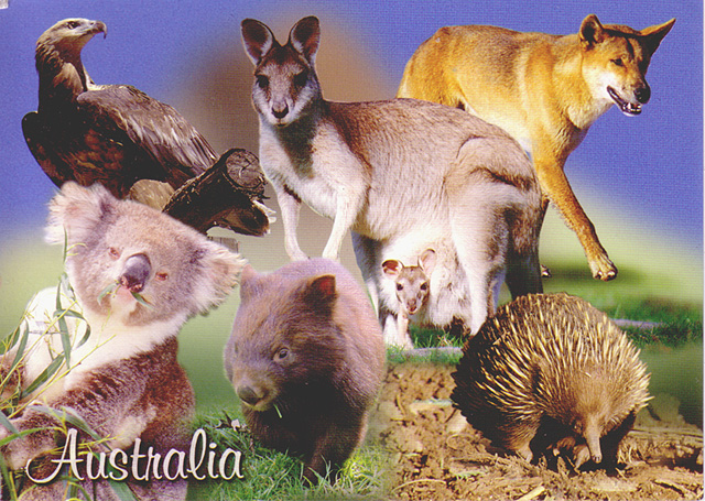 6 основных групп животных, их краткая характеристика и фото