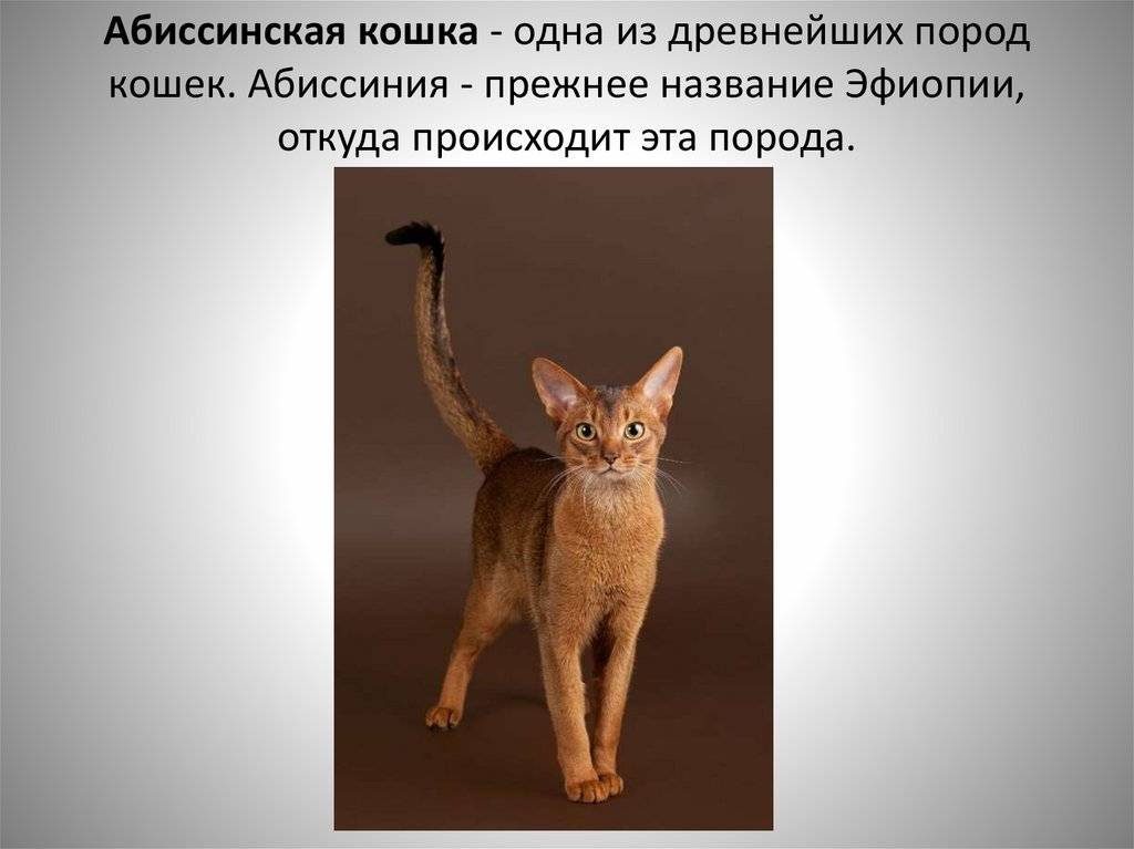 Кошка абиссинская: сколкьо стоит, характер и причуды породы