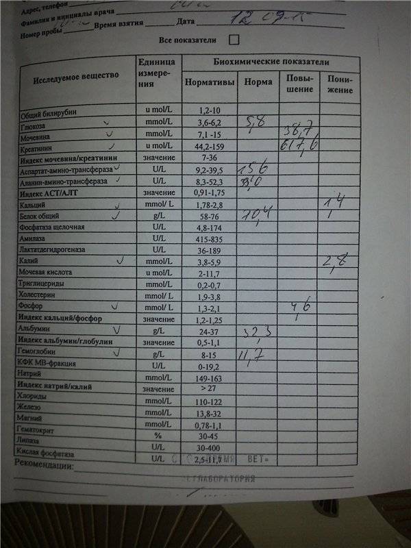 У кота повышен креатинин