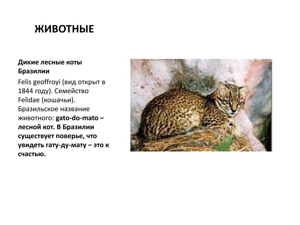 Европейский дикий лесной кот: особенности характера и породы