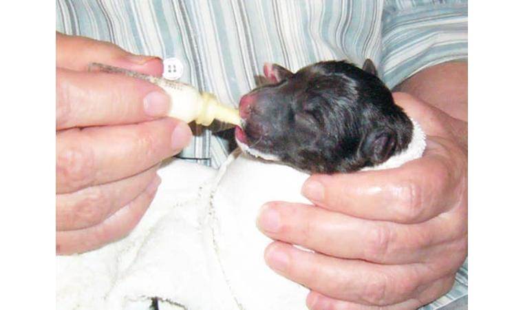 Чем кормить кормящего йорка: рацион собаки после родов :: syl.ru