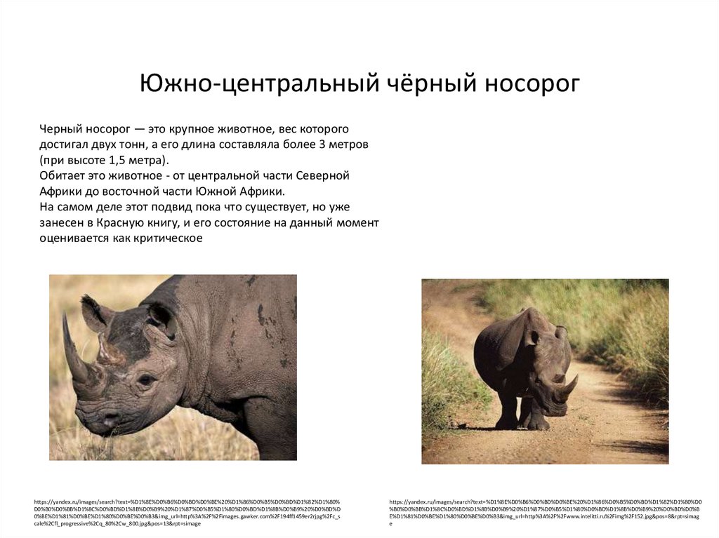 Яванский носорог — verum