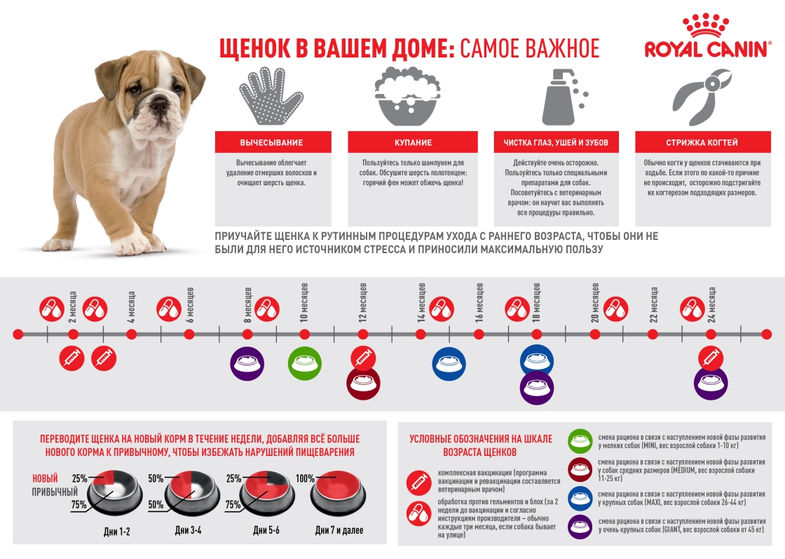 Когда и как мыть щенка, особенности водных процедур для собак и полезные советы