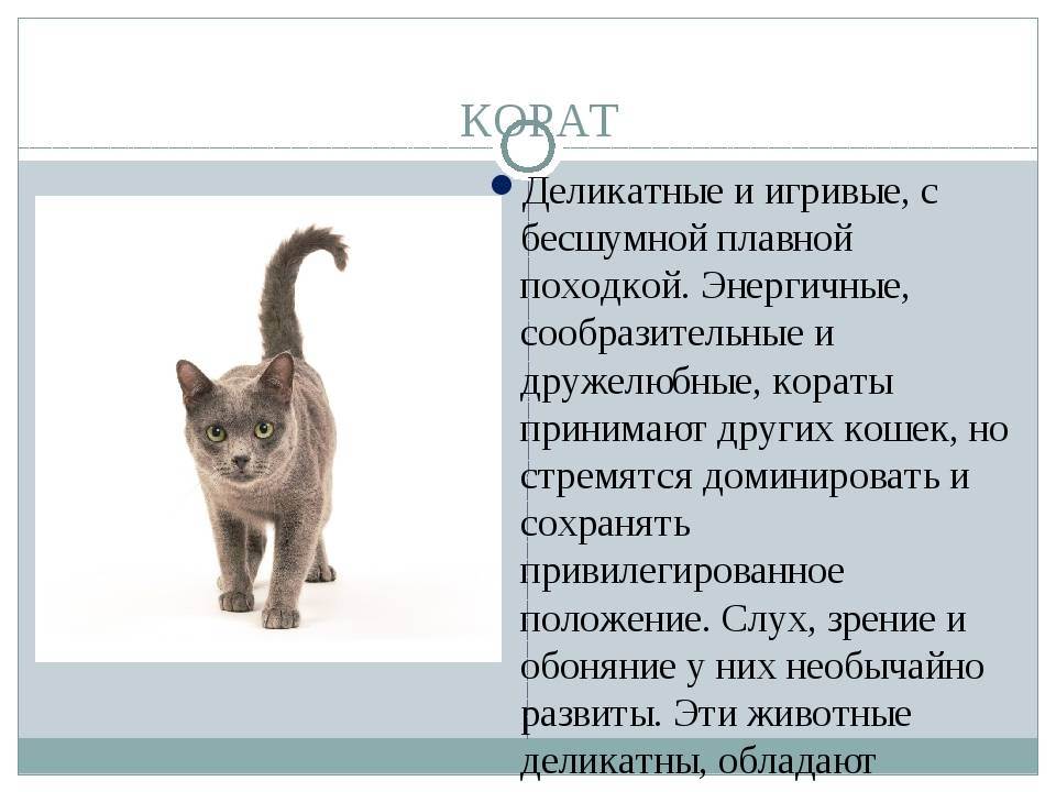 Кошки серенгети: описание внешности и характера, уход за питомцем и его содержание, выбор котёнка, отзывы владельцев, фото кота