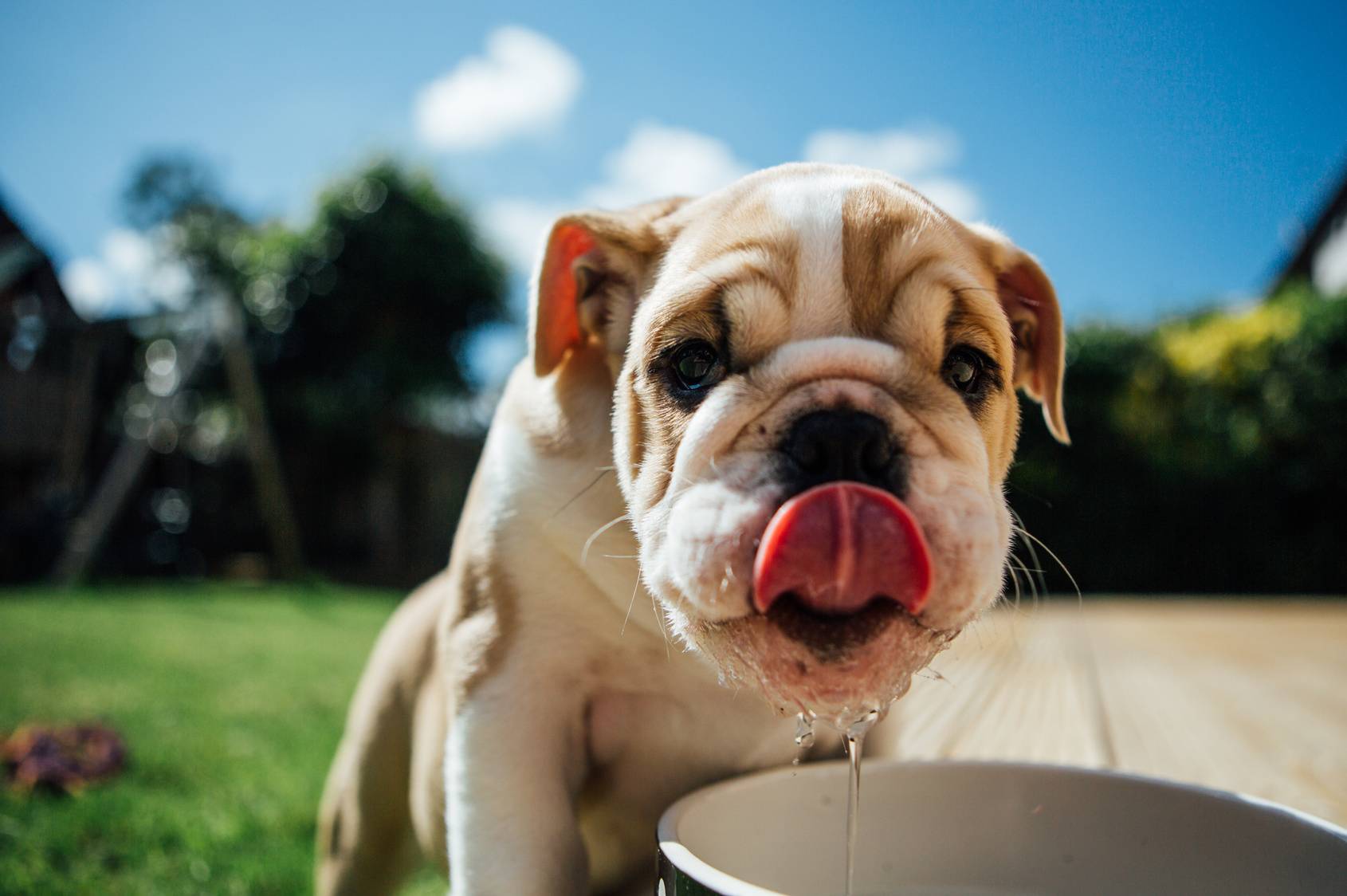 Почему собака не ест, только пьет воду: 8 причин, по которым питомец отказывается от еды