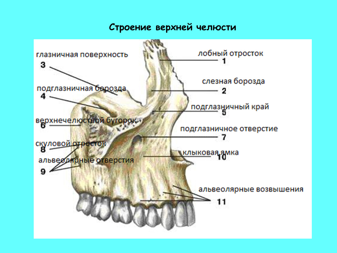 Скелет собаки — анатомия черепа, позвоночника, ребра