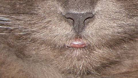 У кошки опухла нижняя губа