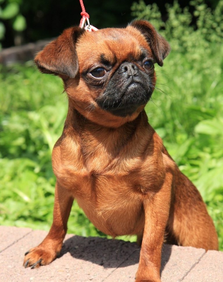 Малые бельгийские собаки: описание пород, различий, характера