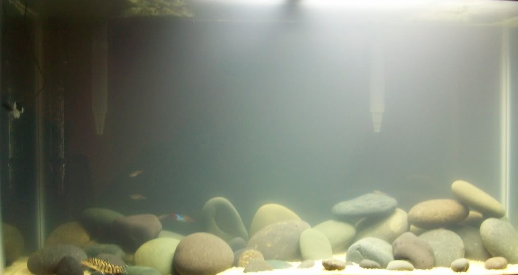 Почему пахнет вода в аквариуме и что с этим делать