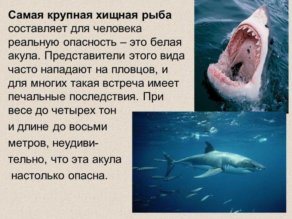 Есть ли опасные акулы в черном море?