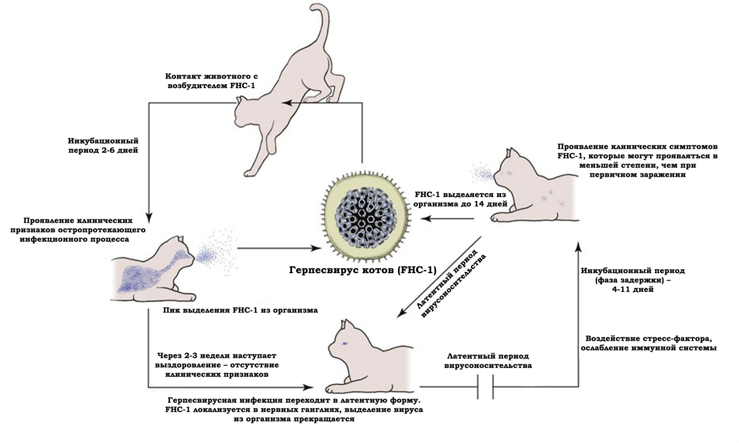 Кальцивироз у кошек: симптомы и лечение опасного заболевания