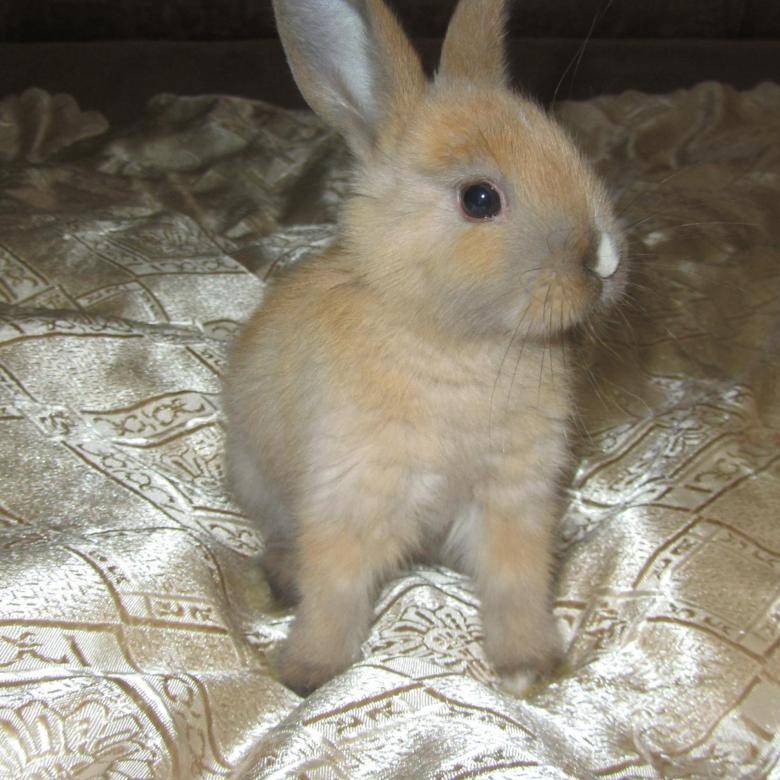 Особенности и правила содержания декоративного кролика | блог ветклиники "беланта"