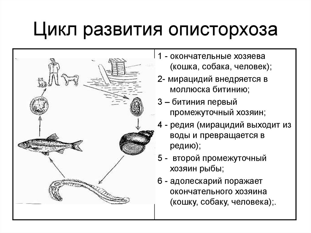 Схема развития описторхоза